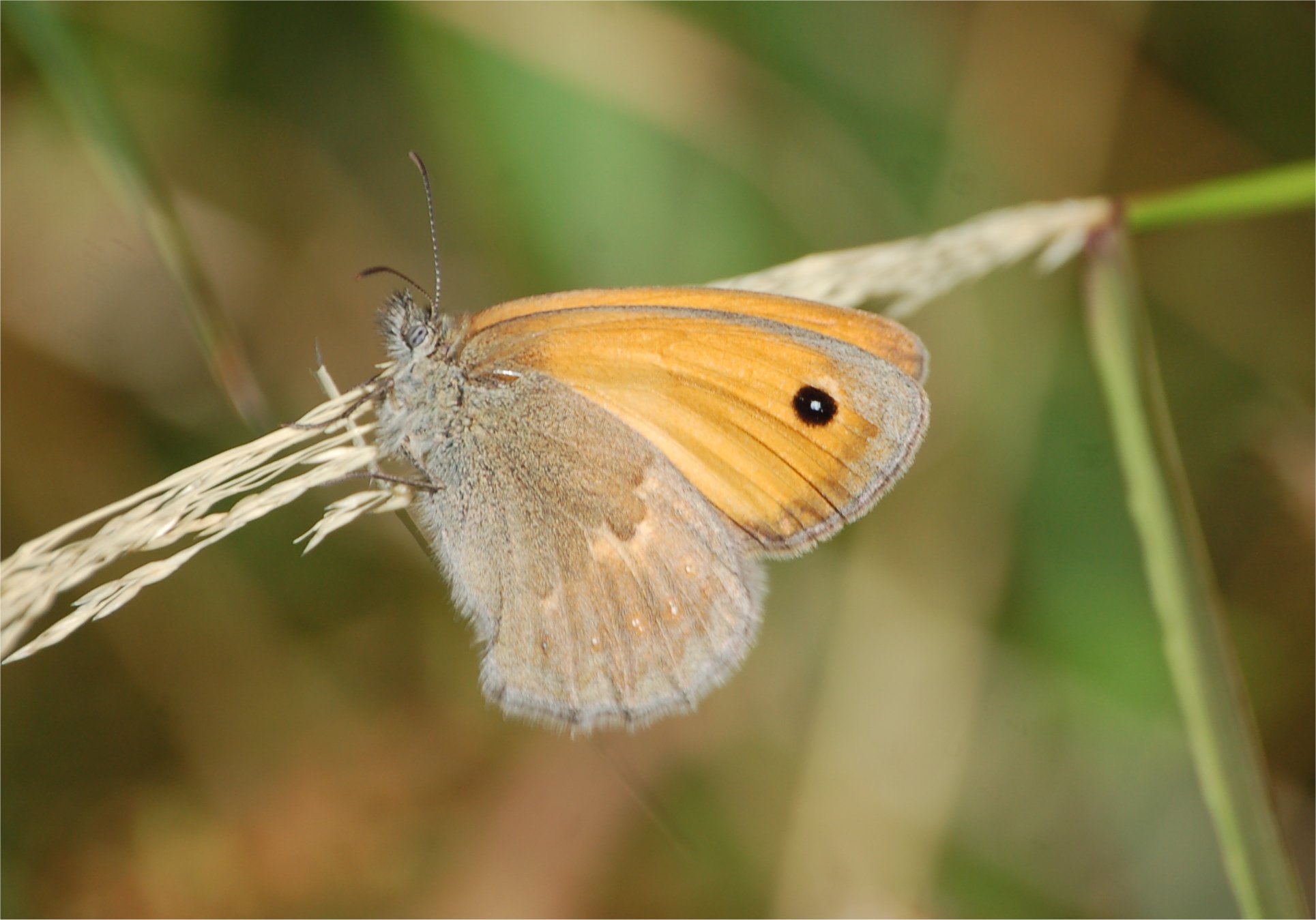 Pyronia tithonus ?